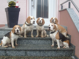 Gluckliche_Beagles_003